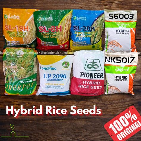 jackpot hybrid rice price philippines